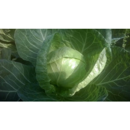 Globus F1