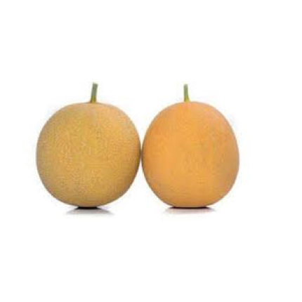 Lokma F1