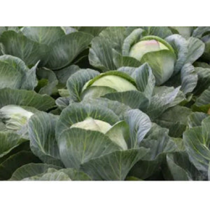 Kilaherb F1