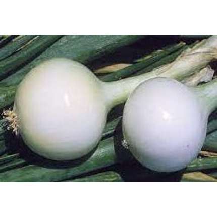 Kosma 100g