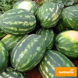 1_dumara_f1_nunhems_new-seeds.com.ua_300x300