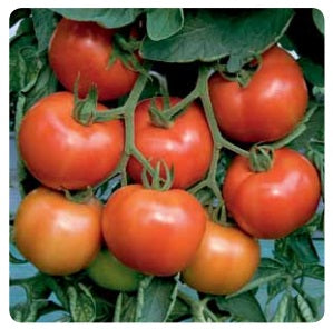 4-paronset_300x300