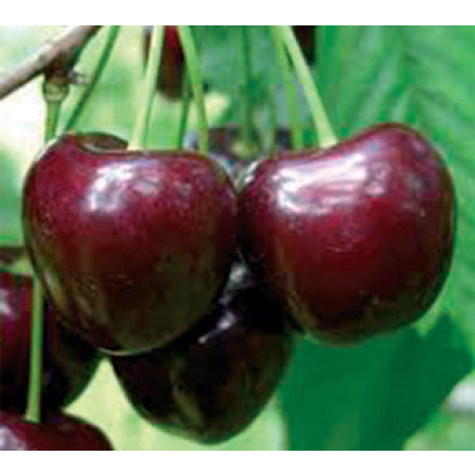 Sad.Trešnja Kordia