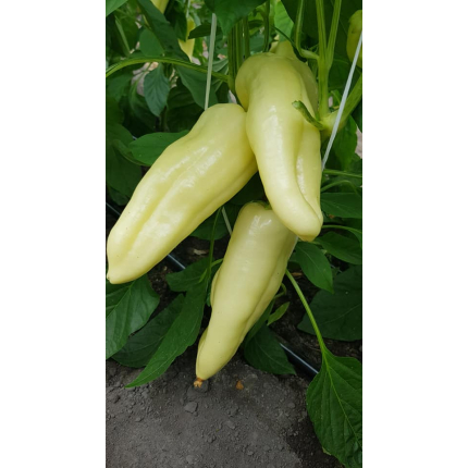 Estilla F1