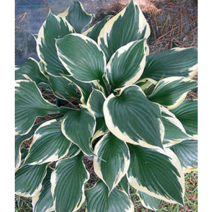 Hosta Patriot p262