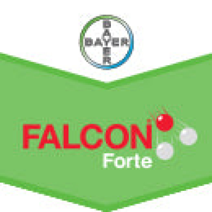 FALCON FORTE