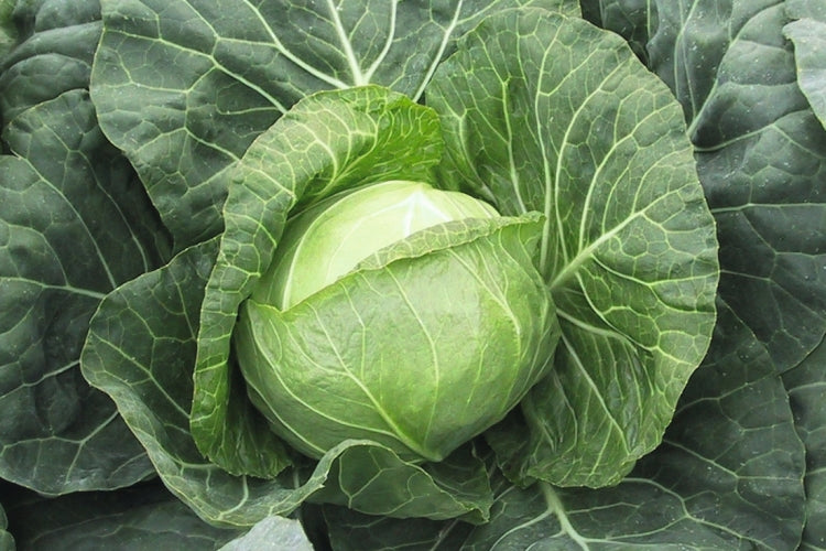 GZ_006927_White_Cabbage_Parel_2048x