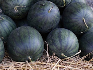 WATERMELON_F1_SUGAR_DRAGON_300x300