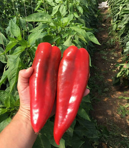 agro-neretva-paprika-vitalika-f1_300x300
