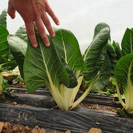 Blitva Chard Agila 100g (8500 sem)