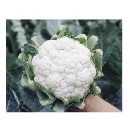 Casper F1