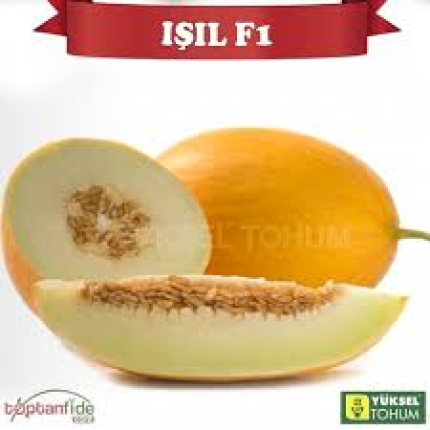 Isil F1