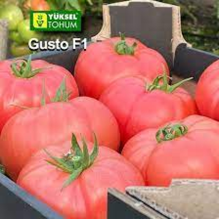 Pink Gusto F1