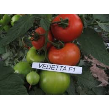 Vedetta F1 EZ