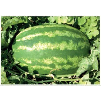 Early Crimara F1