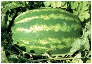 early-crimara-f1-1-000-semena-united-genetics_463_2048x