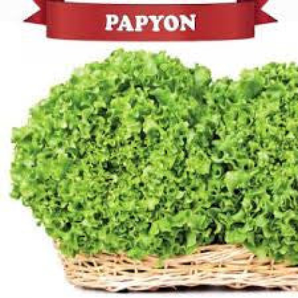 Papyon (proleće,jesen)