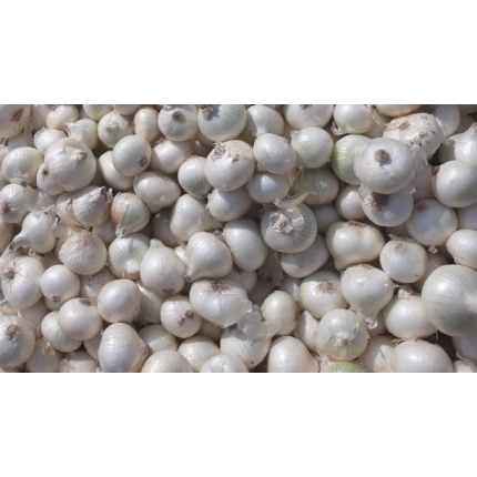 Arpadžik Srebrnjak 1 kg i 25 kg