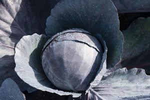 omero1_300x300