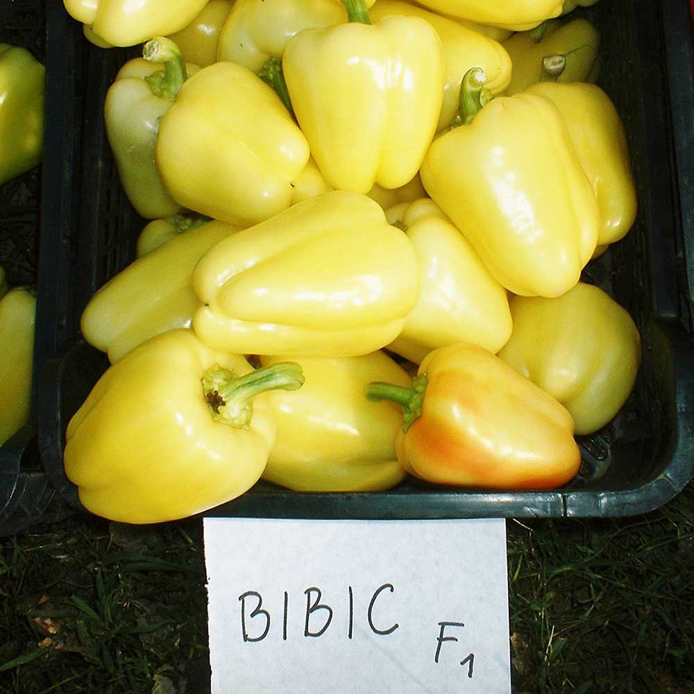 paprika-bibic-f1-duna-r-1_2048x