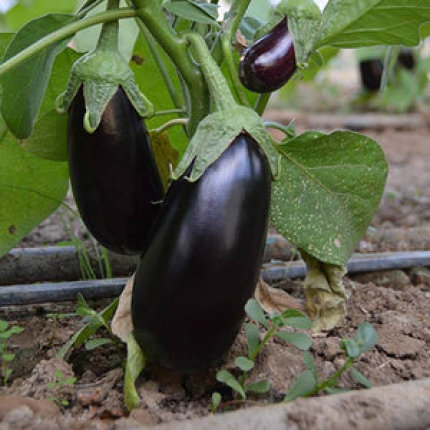 Vernal F1