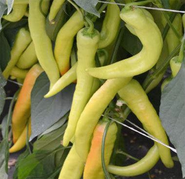 povrce-ljuta-paprika-hornet_2048x