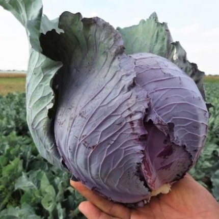 Romus F1