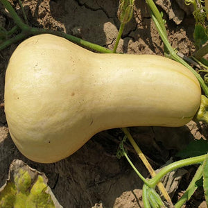 tikva-early-butternut-osuncana-na-zemlji_300x300
